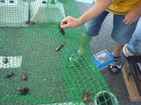 かぶと虫と過ごす夏休み