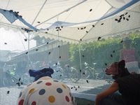 第4回 かわむら歯科夏祭り